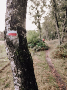 Signalering wandelpad op boom in het bos
